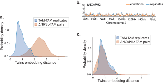 Fig. 3: Twins network does not find differences after NCAPH2 ko.