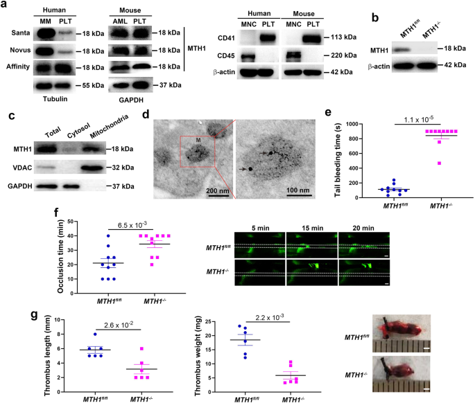 Fig. 1: MTH1 is expressed in platelet mitochondria and regulates hemostasis and thrombosis in vivo.