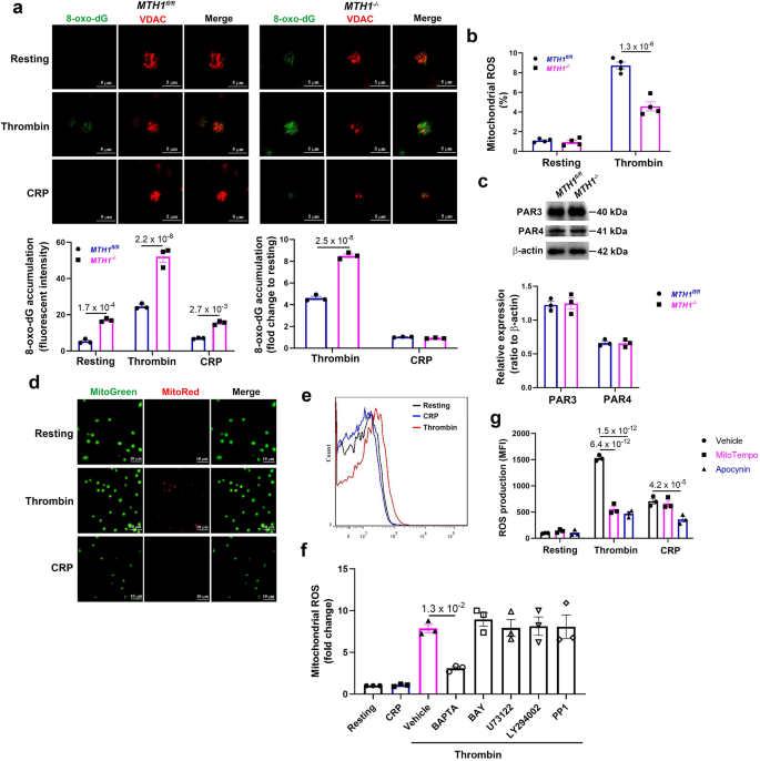 Fig. 3: Increased mitochondrial 8-oxo-dG accumulation in thrombin-stimulated MTH1-deficient platelets.