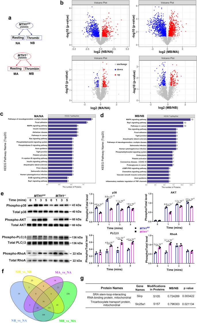 Fig. 4: Dysregulated protein phosphorylation in MTH1-deficient platelets after thrombin stimulation.