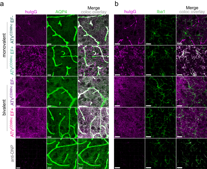 CDhc is a target for brain delivery of biotherapeutics   Nature