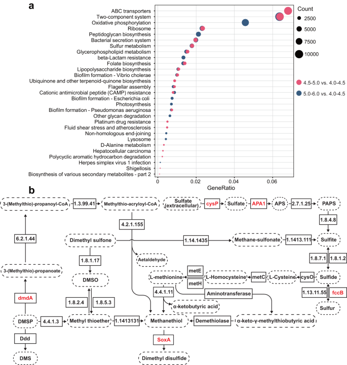 Fig. 6: Mechanistic responses of the soil microbiome associated with soil acidification.