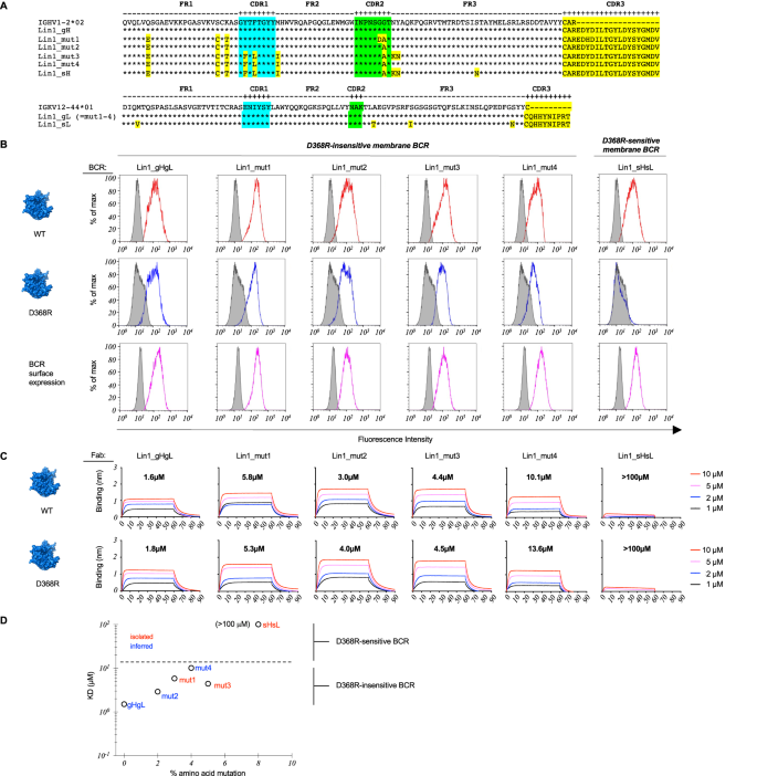 Fig. 4: Scanning the antigen surface through SHM and low affinity in Public B cell Lineage 1 (Lin1).