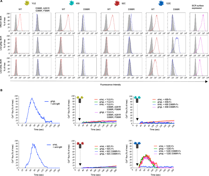 Fig. 5: BCR antigenicity and signaling within Public Clonal Lineage 2 (Lin2).