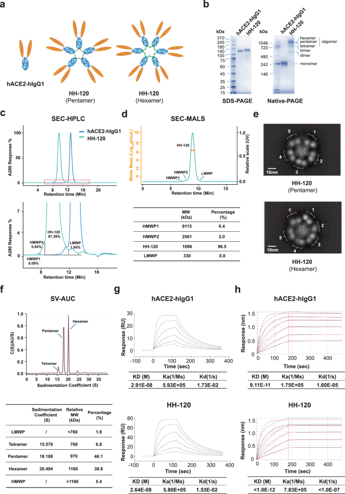 Fig. 1: Engineering and physicochemical characterization of HH-120.
