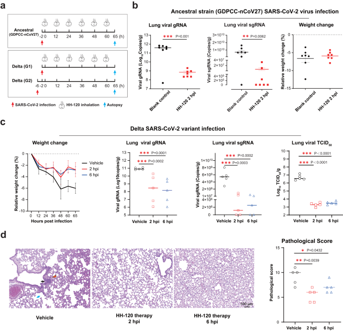 Fig. 5: The therapeutic efficacy of inhaled HH-120 in treating hamsters infected with the SARS-CoV-2 ancestral strain and Delta variant.