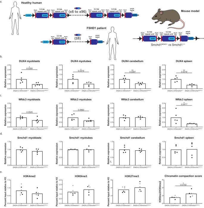 Fig. 4: MommeD43 results in improved silencing of DUX4 in a mouse model of FSHD.