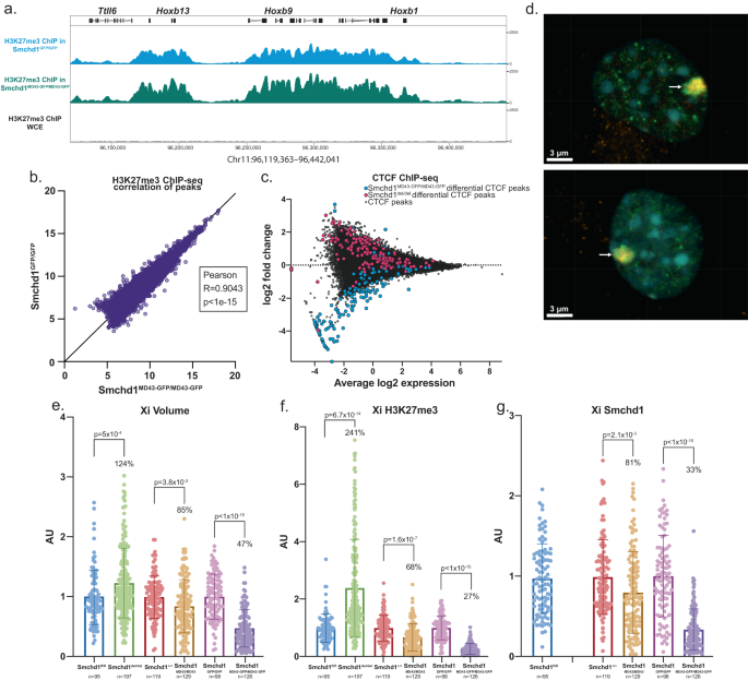 Fig. 6: MommeD43 results in depleted H3K27me3 on the inactive X chromosome.