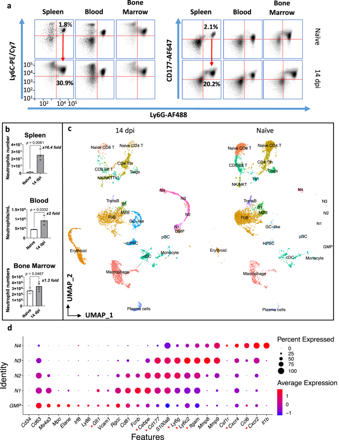 Fig. 1: Identification of neutrophils during T. brucei infection.