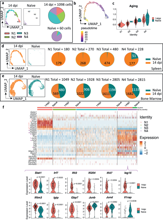 Fig. 2: Infection triggers the proliferation, differentiation, and reprogramming of spleen neutrophils.