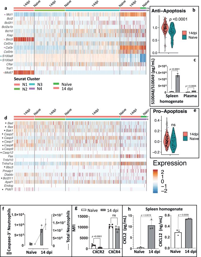 Fig. 3: Infection-induced neutrophils show an anti-apoptotic phenotype.