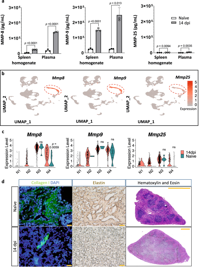 Fig. 5: Destruction of spleen architecture and ECM remodeling during T. brucei infection.