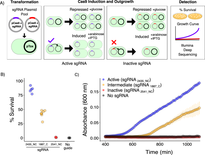Fig. 2: Two-plasmid survival assay.