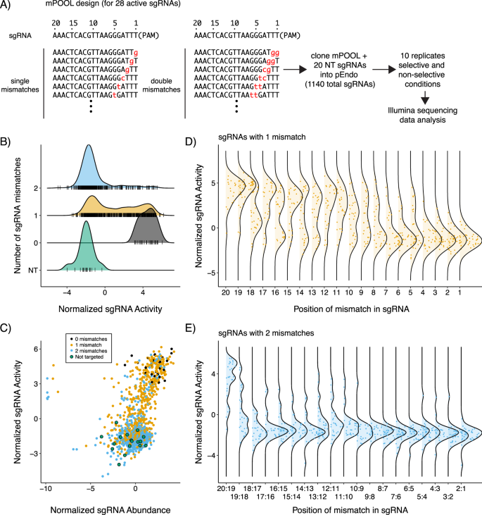 Fig. 3: Activity of sgRNAs with single and double mismatches.