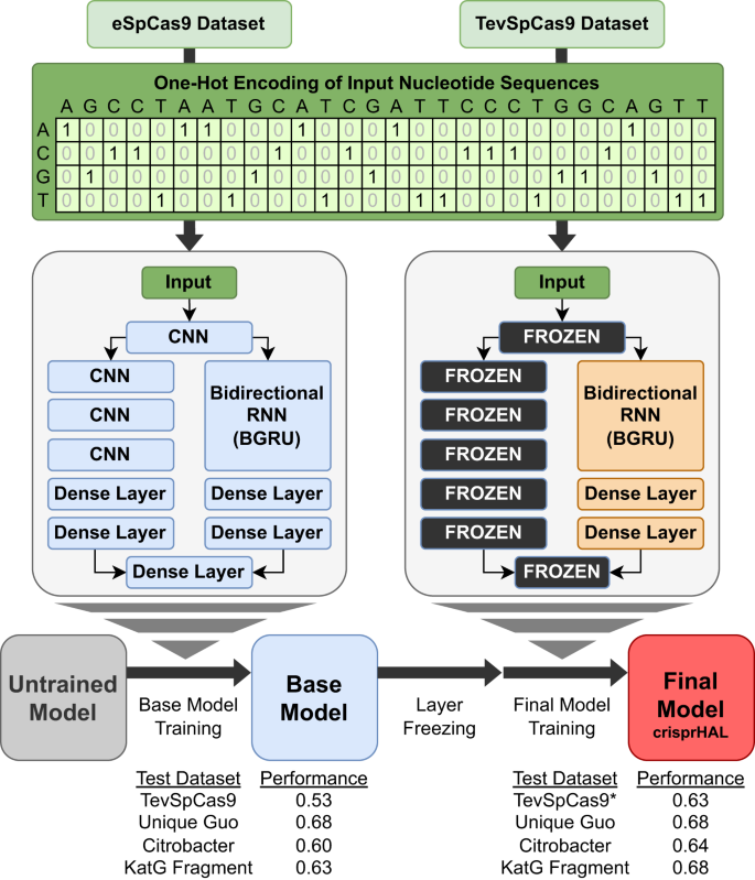 Fig. 7: crisprHAL model architecture and transfer learning process.