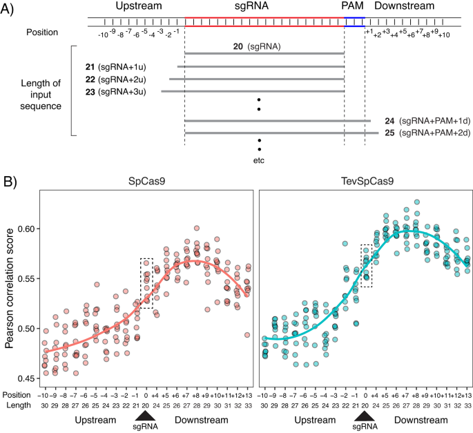 Fig. 9: Impact of sgRNA target site sequence length on model performance.