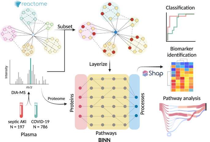 Fig. 1: The complete workflow of analyzing proteomic data with biologically informed neural networks.