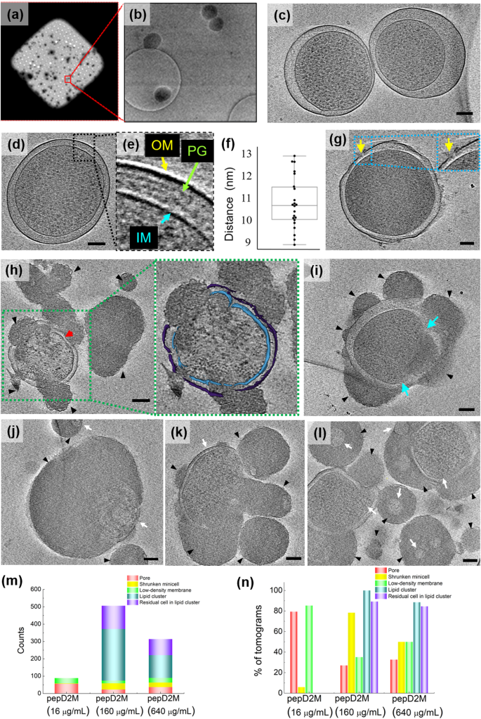 Fig. 2: Cryo-ET studies of minicells with and without pepD2M treatment.