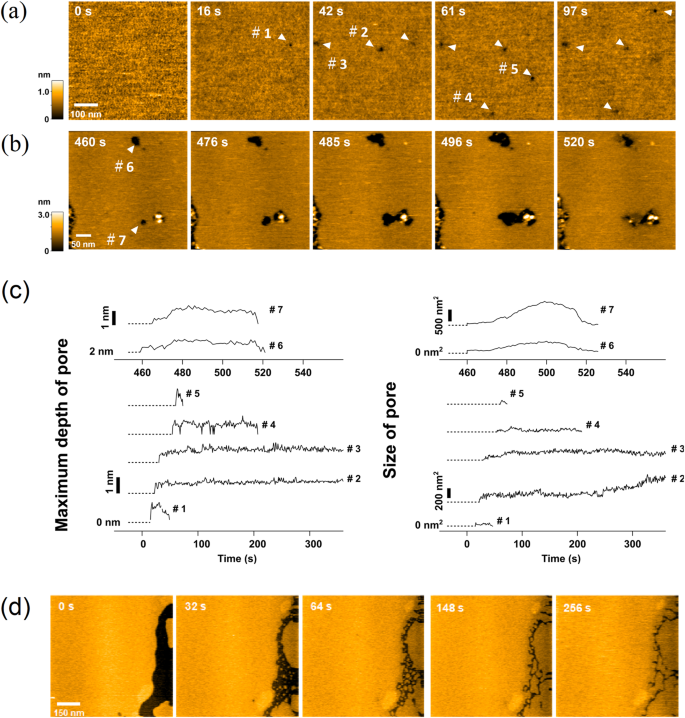 Fig. 4: Lipid-removing effect of pepD2M observed by HS-AFM.