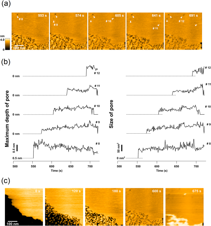 Fig. 6: Lipid-removing effect of melittin observed by HS-AFM.