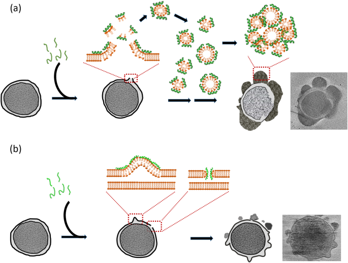 Fig. 8: AMP mechanism models.