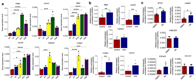 Fig. 3: Comparative mRNA expression analysis of selected genes in the retinal tissue of developing mice, RPE cells following the laser-induced CNV in mice, and human retinal pigment epithelial (HRPE) cells upon retinoic acid treatment.