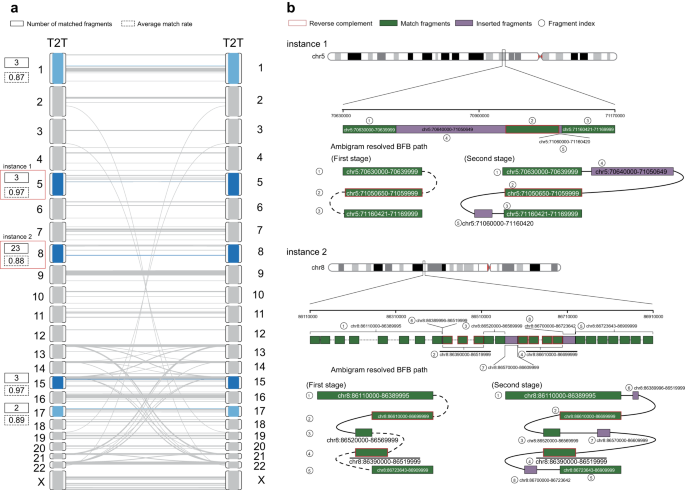 Fig. 5: Two T2T local genomic regions where the genomic reorganization may have been carried out by the BFB mechanism during evolution.