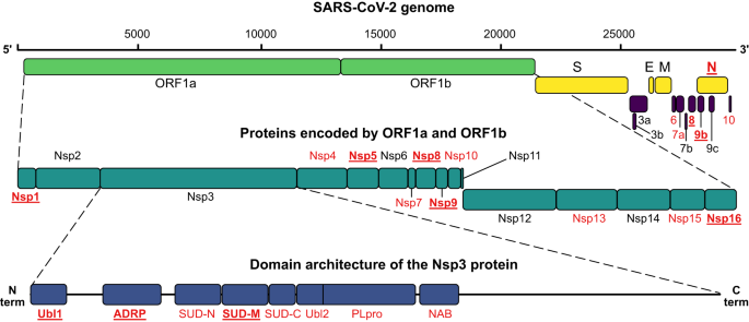 Fig. 1: Organization of the SARS-CoV-2 genome and proteome.
