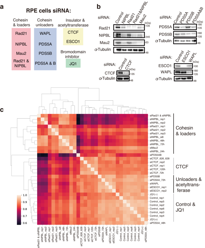 Fig. 2: Protein targets and their correlation to Hi-C data.