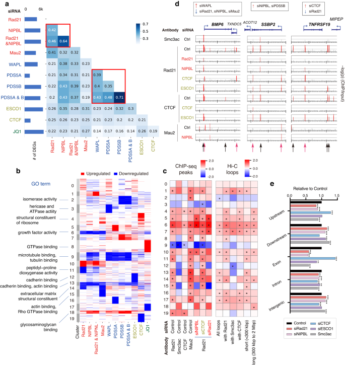 Fig. 4: Comparative analysis of siRNA effects on the transcriptome and epigenome.
