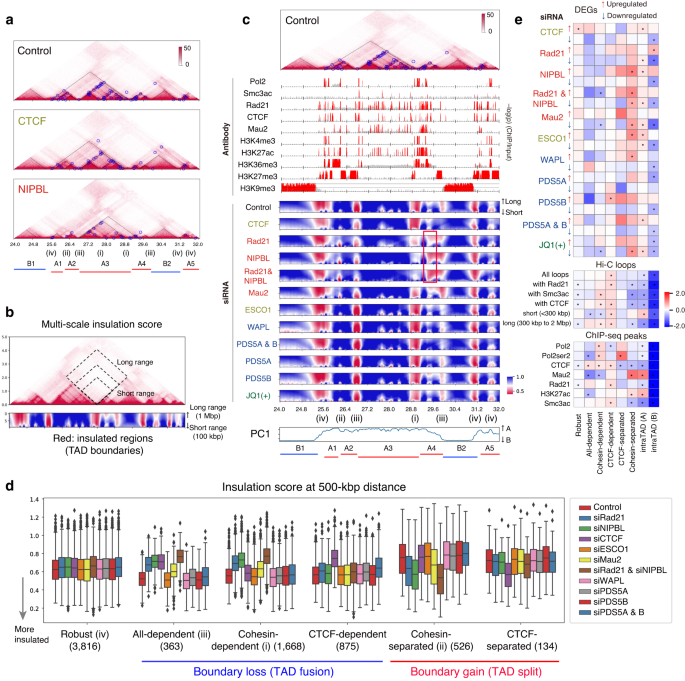 Fig. 5: Multi-scale insulation scores reveal the diversity of insulation perturbations at TAD boundaries.