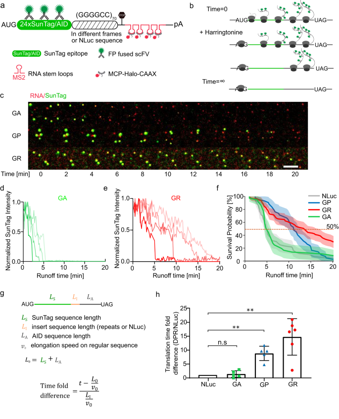 Fig. 4: The translation elongation speeds in the GP and GR frames are slower than in the GA frame.