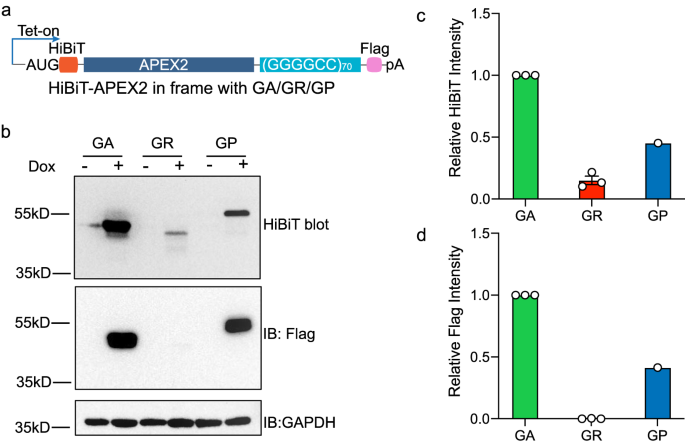 Fig. 5: The production of poly-GR from AUG-translation is low.