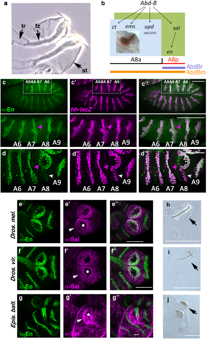 Interlocking of co-opted developmental gene networks in Drosophila 