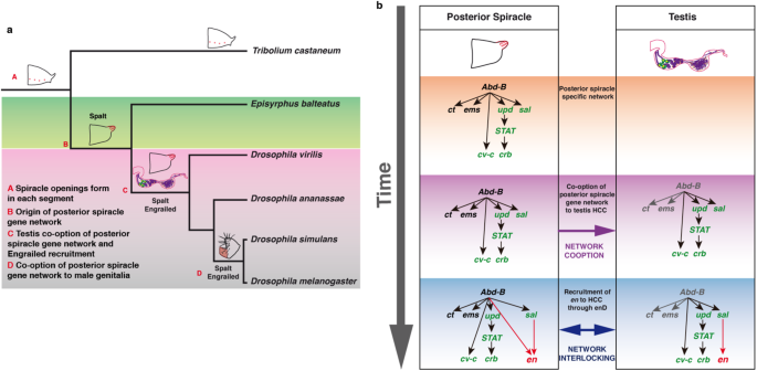 Interlocking of co-opted developmental gene networks in Drosophila 