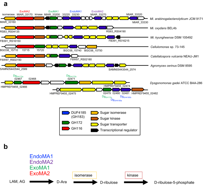 identification-and-characterization-of-endo-exo-and-exo-d-arabinofuranosidases-degrading-lipoarabinomannan-and-arabinogalactan-of-mycobacteria-nature-communications
