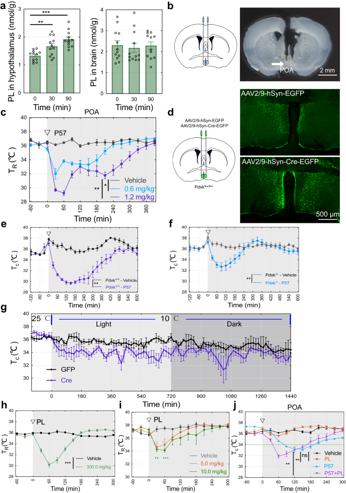 Fig. 3: P57 mainly targets PDXK in hypothalamus to induces hypothermia.