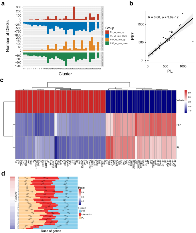 Fig. 4: P57 and PL play a similar effect on hypothalamus neurons.