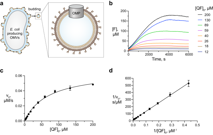 Fig. 1: OmpT activity in OMVs.