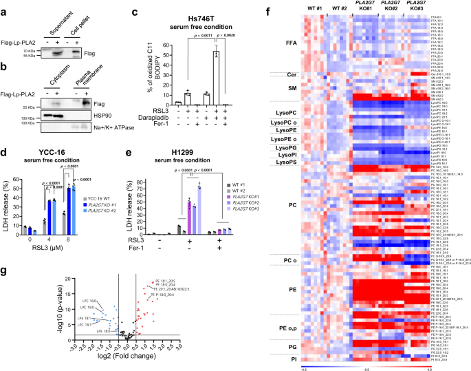 Fig. 5: Intracellular Lp-PLA2 is responsible for ferroptosis suppression by regulating phospholipid compositions.