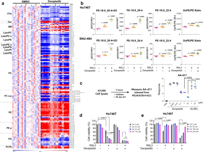 Fig. 6: Darapladib promotes ferroptosis by protecting against PE cleavage.