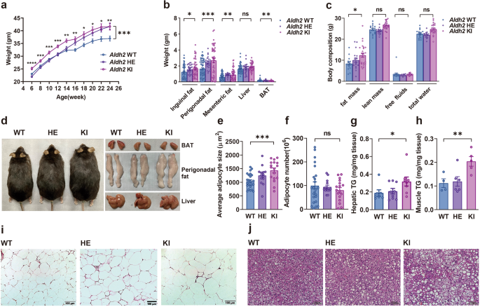 Fig. 1: Aldh2 (acetaldehyde dehydrogenase 2) knock-in (KI) mice mimicking human Glu504Lys mutation were prone to develop diet-induced obesity, glucose intolerance, insulin resistance, and fatty liver.