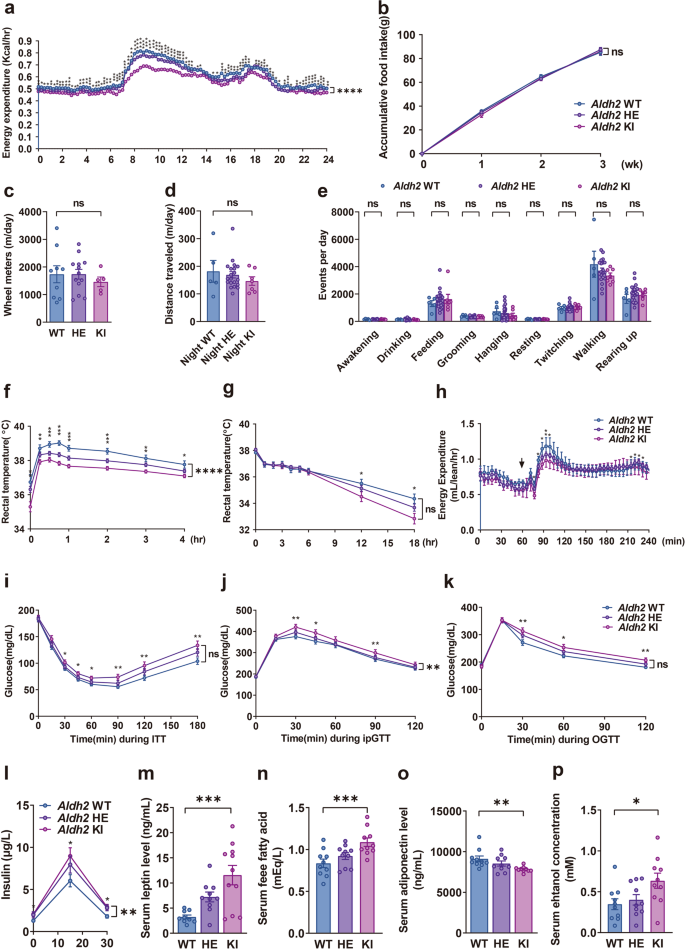 Fig. 2: Aldh2 (acetaldehyde dehydrogenase 2) knock-in mice mimicking human Glu504Lys mutation have reduced energy expenditure and adaptive thermogenesis.