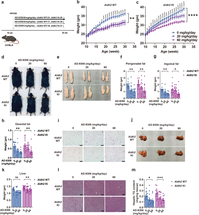 Fig. 5: ALDH2 (Acetaldehyde Dehydrogenase 2) activator AD-9308 treatment prevented diet-induced obesity and fatty liver.