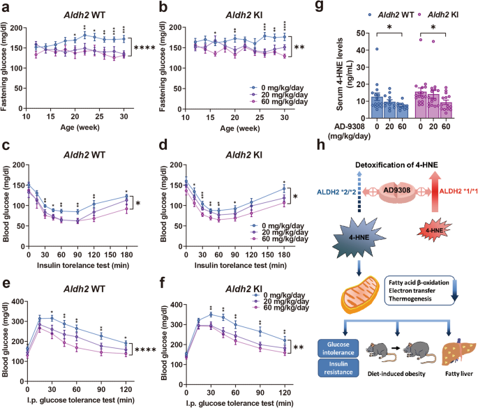 Fig. 6: ALDH2 activator AD-9308 treatment ameliorated diet-induced insulin resistance and glucose intolerance.