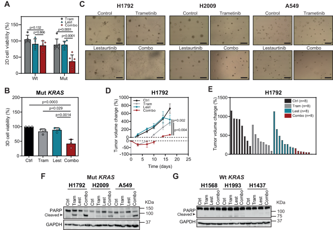 Fig. 2: Trametinib and Lestaurtinib combination is preferentially effective in mutant KRAS compared to wild type KRAS LUAD cells.