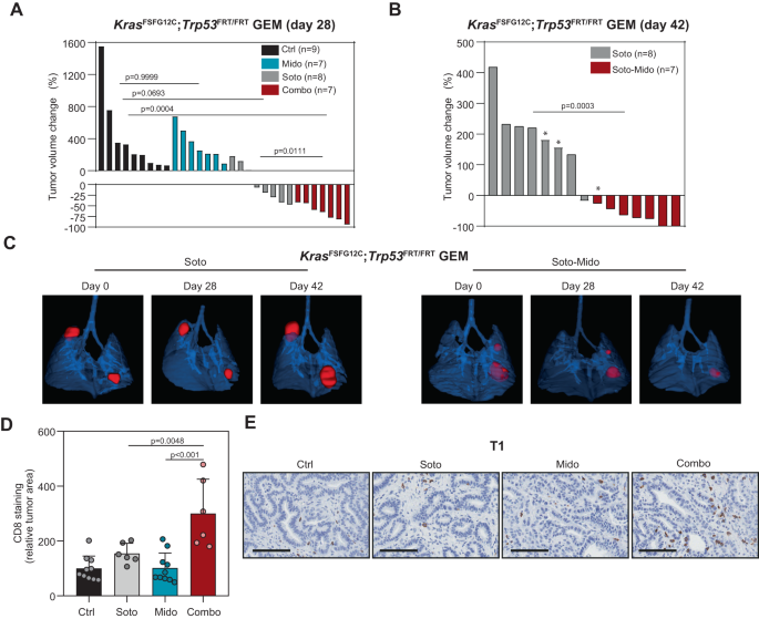 Fig. 6: Midostaurin potentiates the antitumor effect of Sotorasib in a GEM lung cancer model.