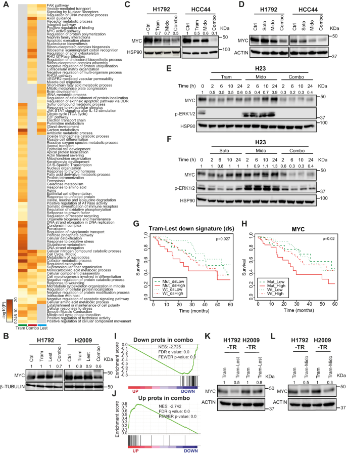Fig. 7: MtPKCi-based drug combinations downregulate MYC protein.
