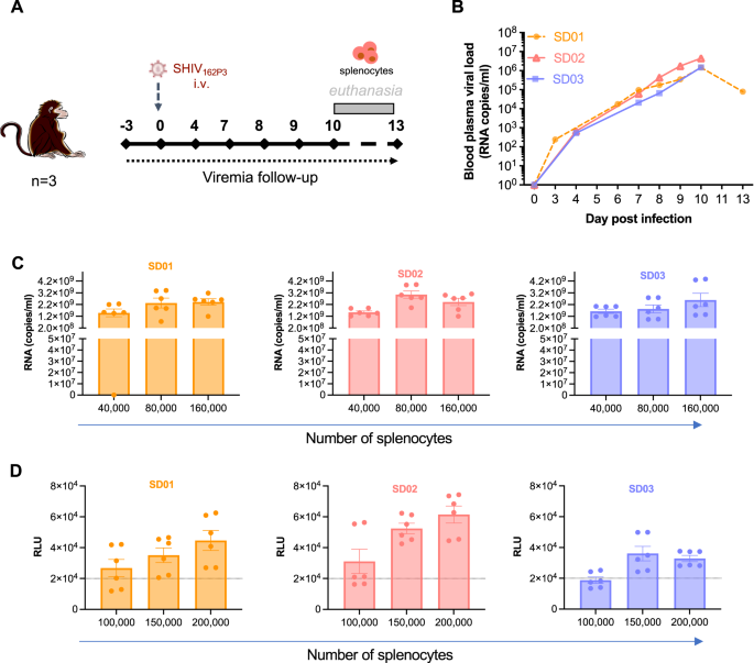 Fig. 1: Establishment of SHIV162P3-infected splenocyte stocks and in vitro assessment of cell-mediated infection.