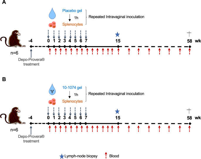 Fig. 3: Experimental design of the protection study.